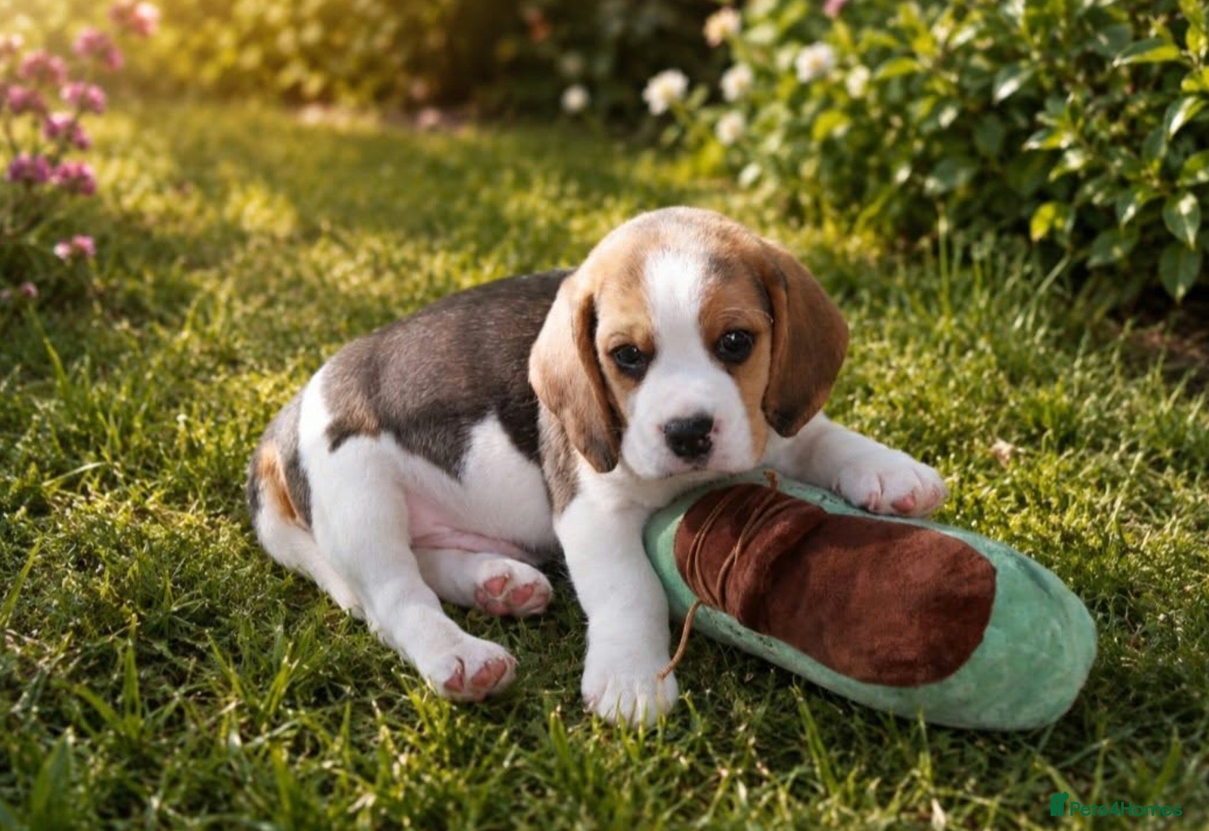 Beagle dogs BEAUTIFUL ROYAL KENNEL CLUB REG BEAGLE PUPPIES - Advert 12