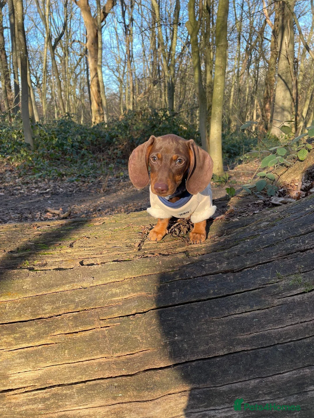 Dachshund dogs for sale: miniature Dutch hound - Advert 1