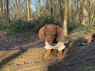 Dachshund dogs miniature Dutch hound - Advert 12