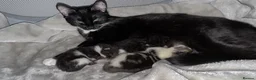 Mixed Breed cats for sale: Kitten for sale  in Brighton - Advert 3