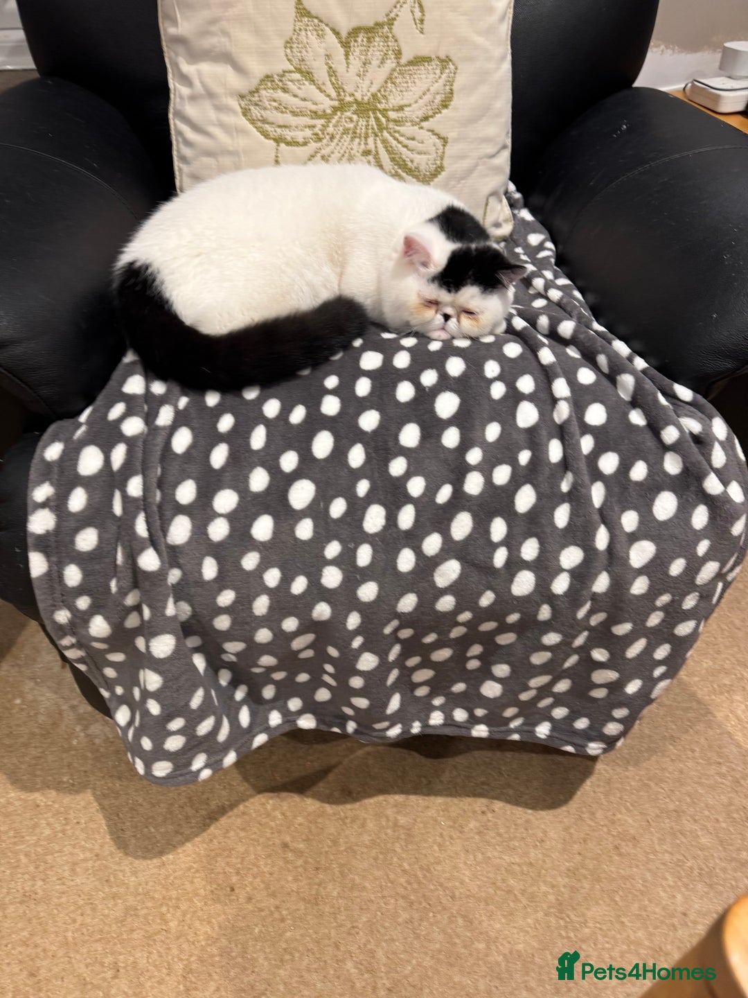 Exotic cats for sale: Beautiful chunky big eyed Exotic kittens - Advert 6