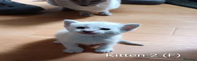 Kitten 2