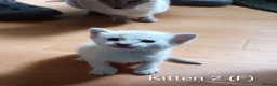 Siamese cats for sale: Siamese mix in Bedford - Advert 5