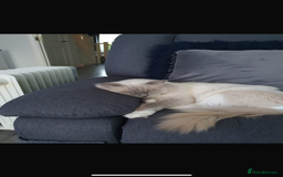 Ragdoll cats for sale: Blue mitted mink ragdoll ( male)  - Image 6