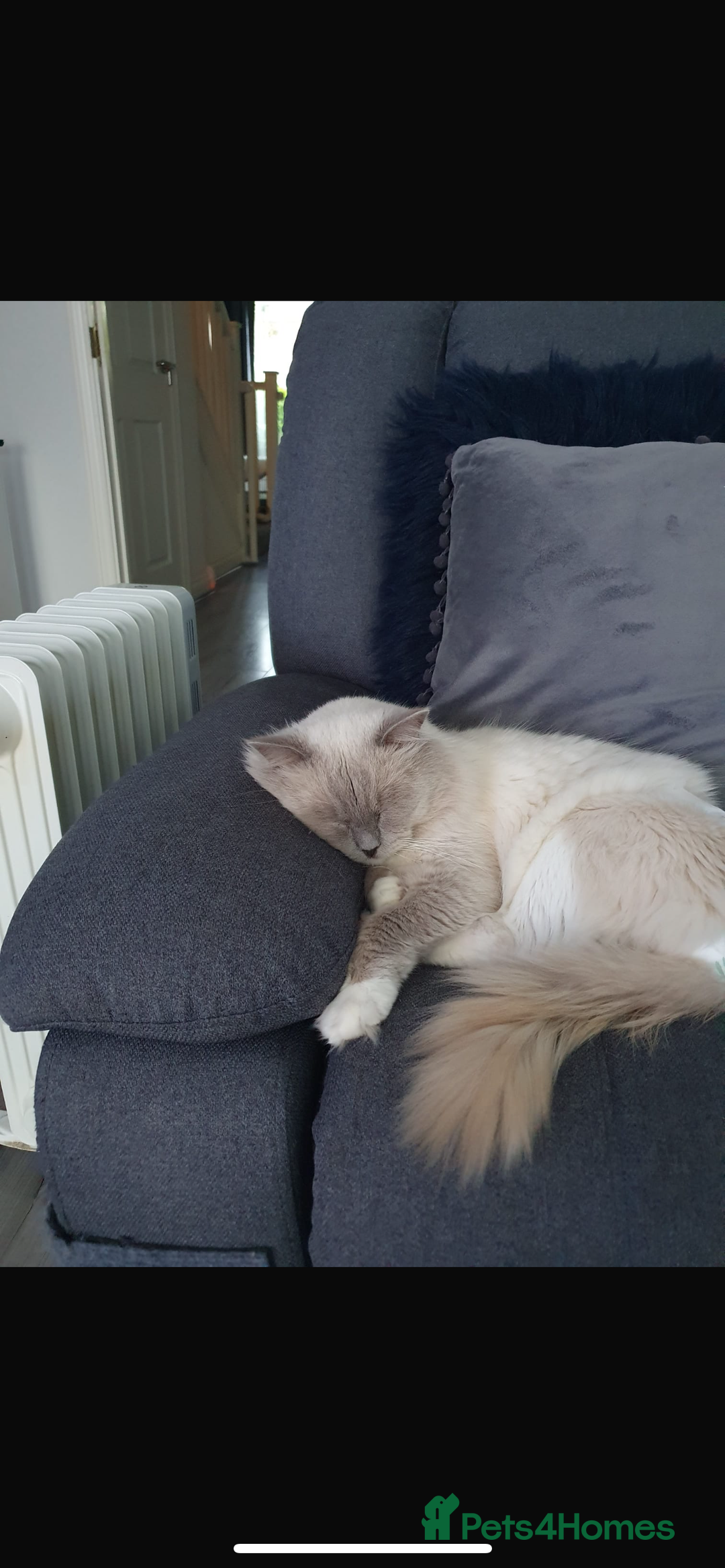 Ragdoll cats for sale: Blue mitted mink ragdoll ( male)  - Image 6