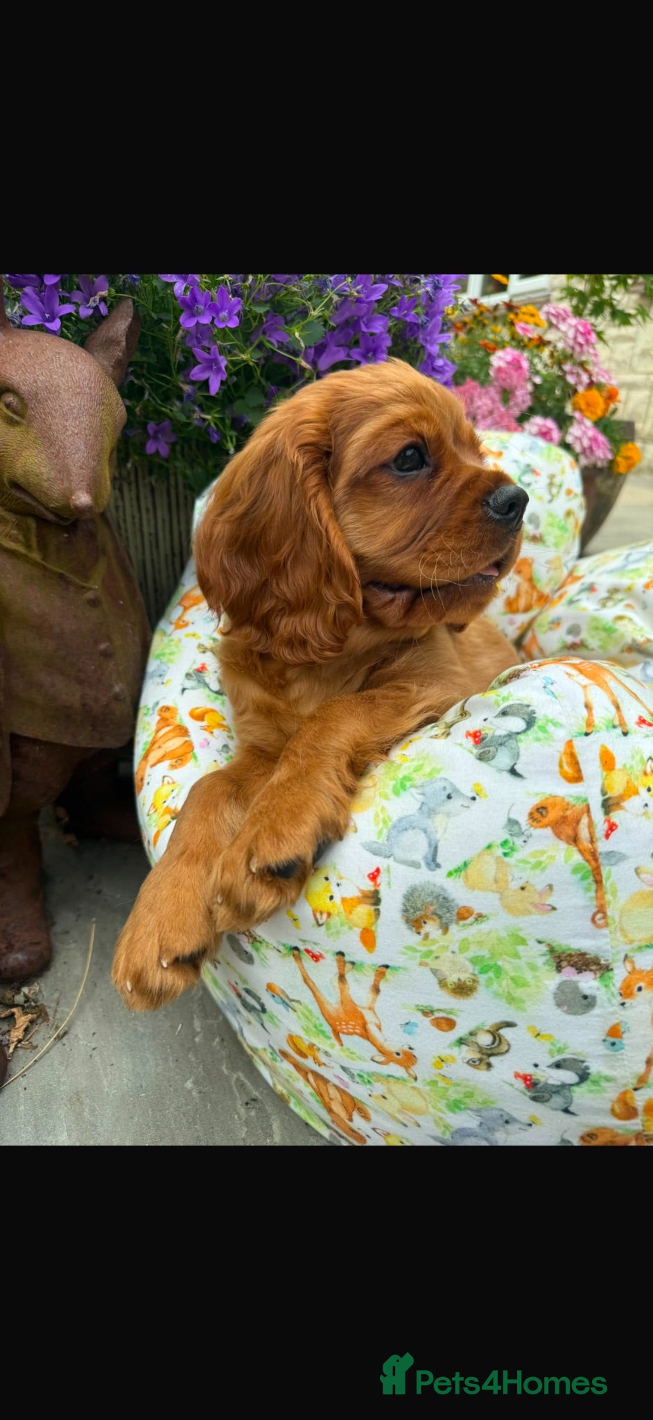 Cavalier King Charles Spaniel dogs Extensively Health Tested Cavilier King Charles  - Advert 1