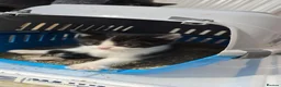 Mixed Breed cats for sale: Lovely 2 girl kittens 😸 😍  in Dalkeith - Advert 11