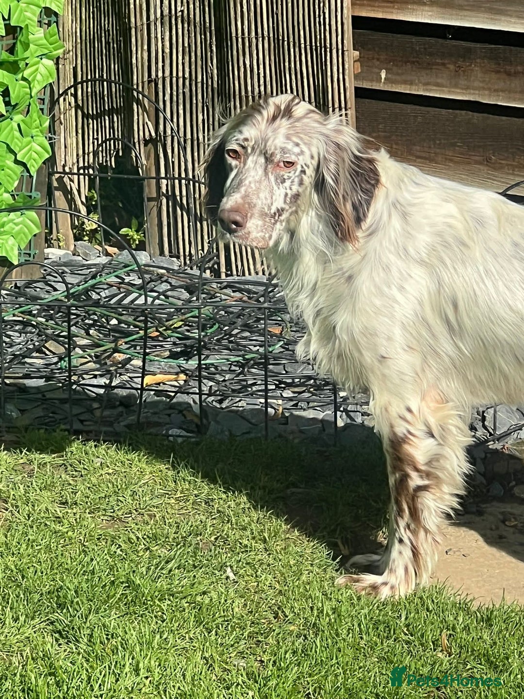 English Setter dogs for adoption: Alfie - Advert 8