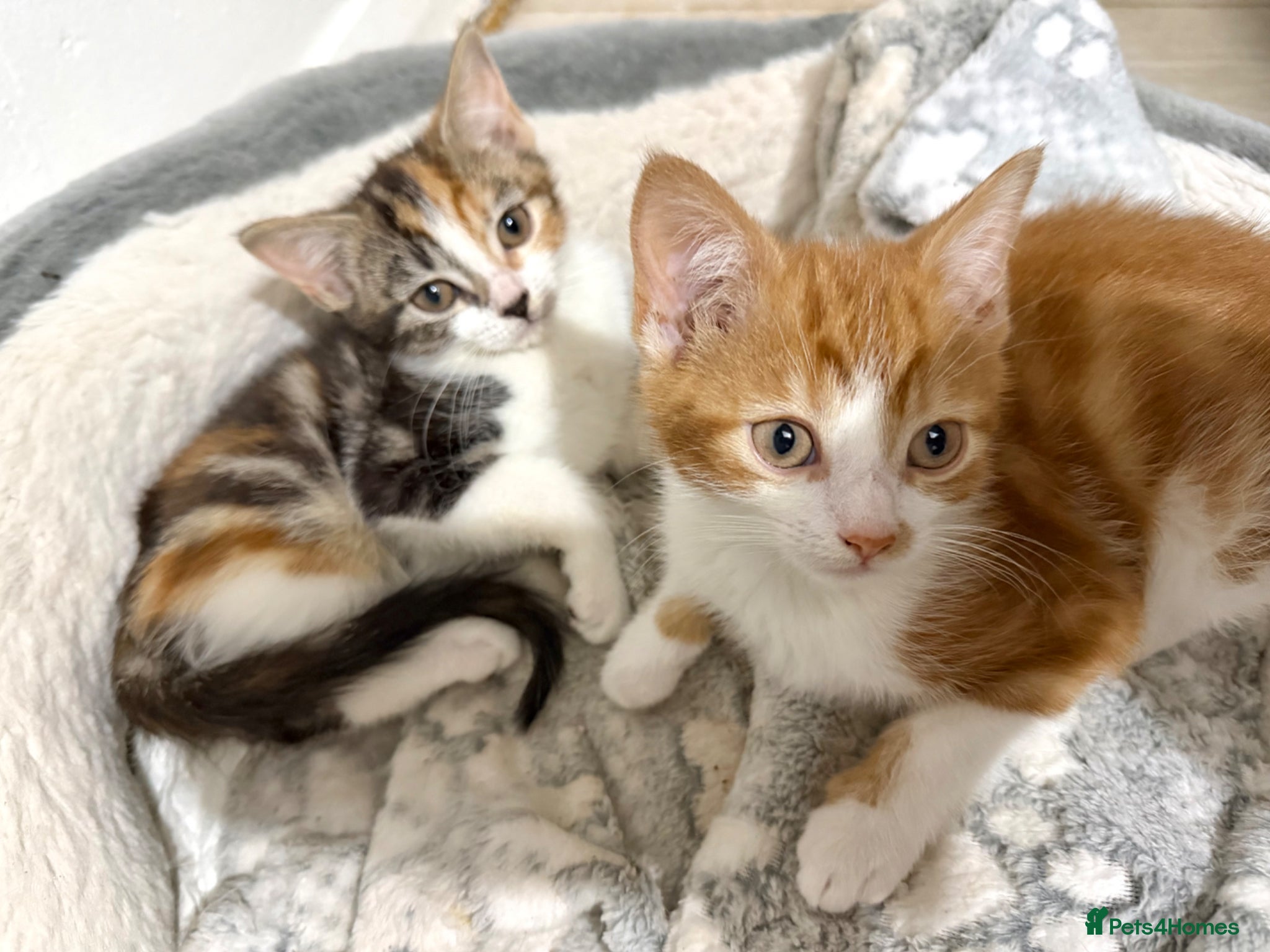 Mixed Breed cats for sale: 2 kittens ready for new homes - Advert 3