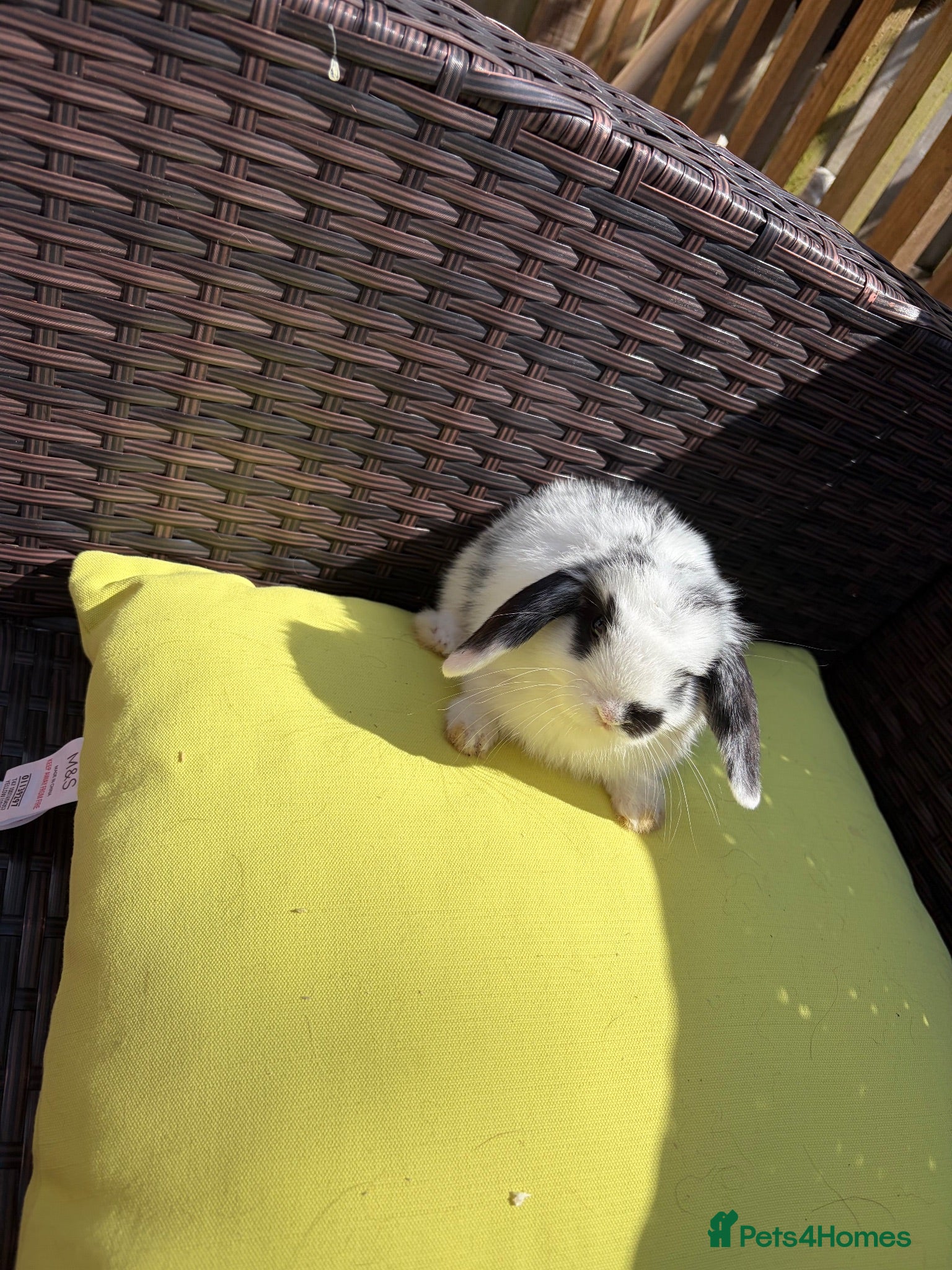 Mixed Breed rabbits 7x Mini lion lop bunnies left - Advert 18
