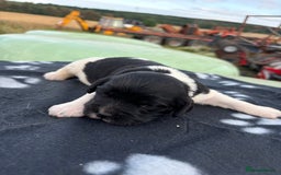 English Springer Spaniel dogs for sale: Gorgeous marked English Springer Spaniel pups  - Image 20