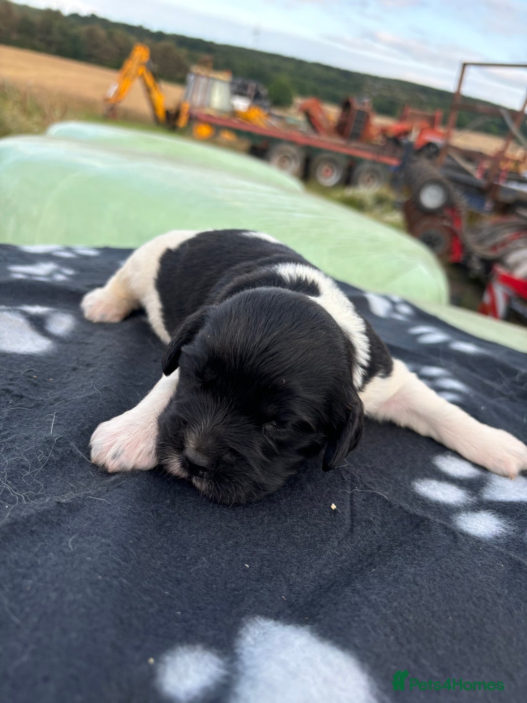 English Springer Spaniel dogs for sale: Gorgeous marked English Springer Spaniel pups  - Image 20