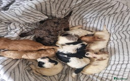 Cockapoo dogs for sale: Cockapoo puppies  - Image 10