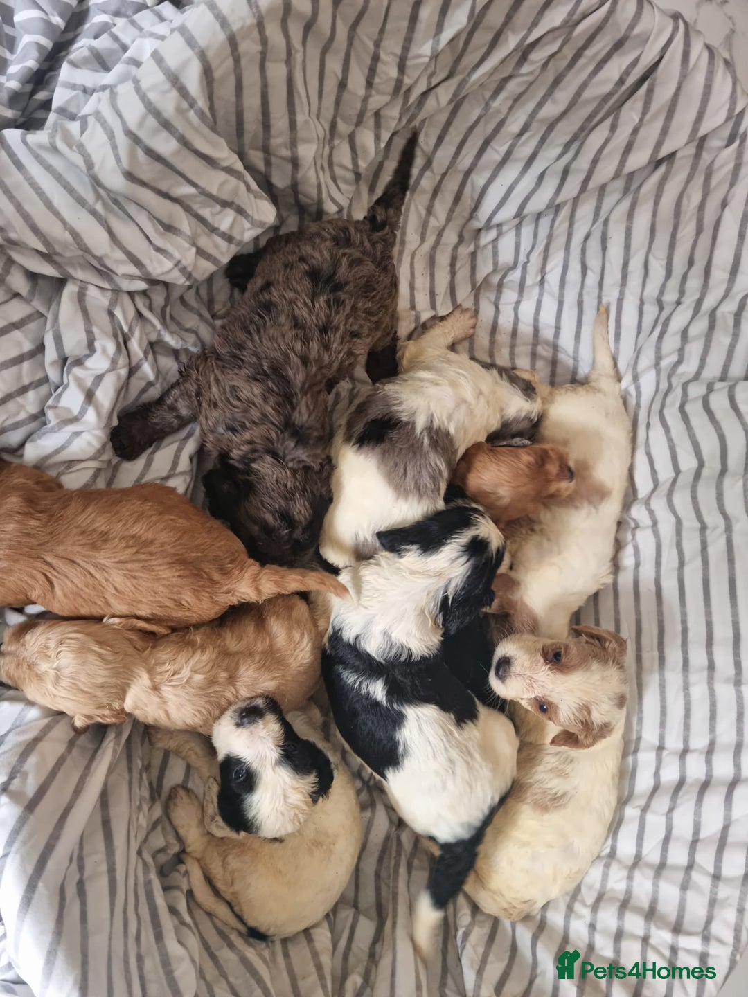 Cockapoo dogs for sale: Cockapoo puppies  - Image 10