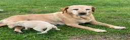 Mixed Breed dogs for sale: whipadore pups  in Newark - Advert 7