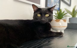 Domestic Shorthair cats for sale: Inseparable Duo need loving home - Image 10