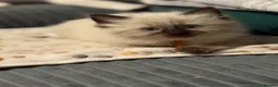 Ragdoll cats for sale: Ragdoll - Advert 6