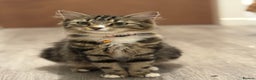 Domestic Shorthair cats for sale: Male tabby kitten - Advert 1