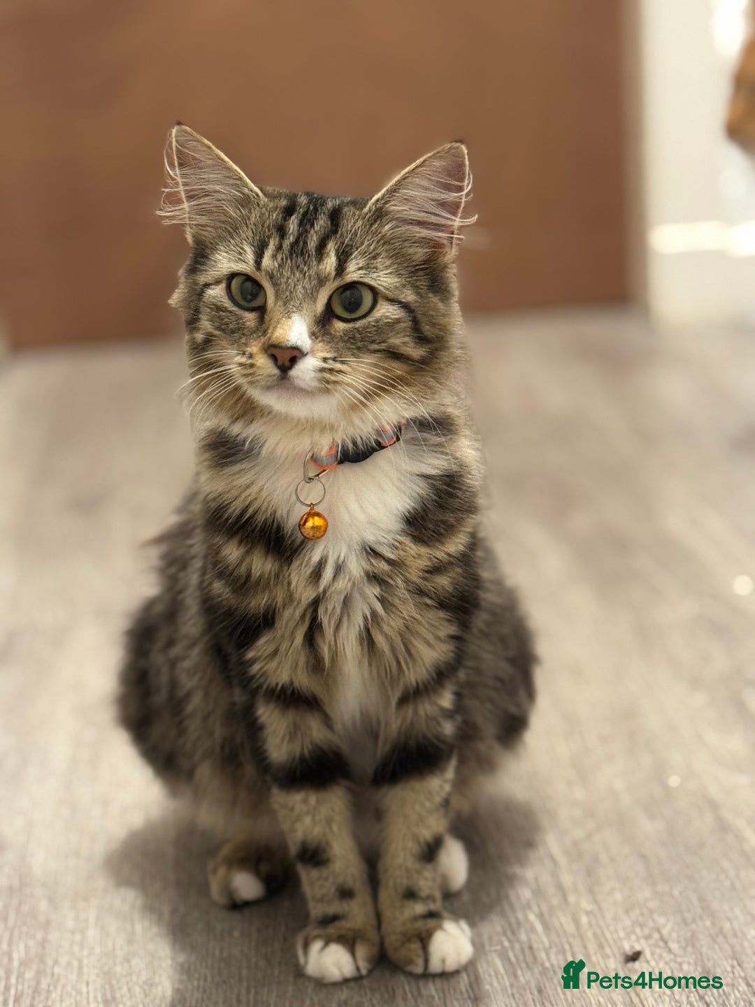 Domestic Shorthair cats for sale: Male tabby kitten - Advert 1