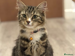 Domestic Shorthair cats Male tabby kitten - Advert 1