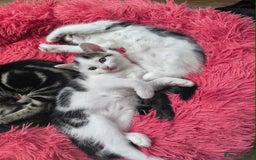 Abyssinian cats for sale: Beautiful kittens ar looking for new kind parents. - Image 3