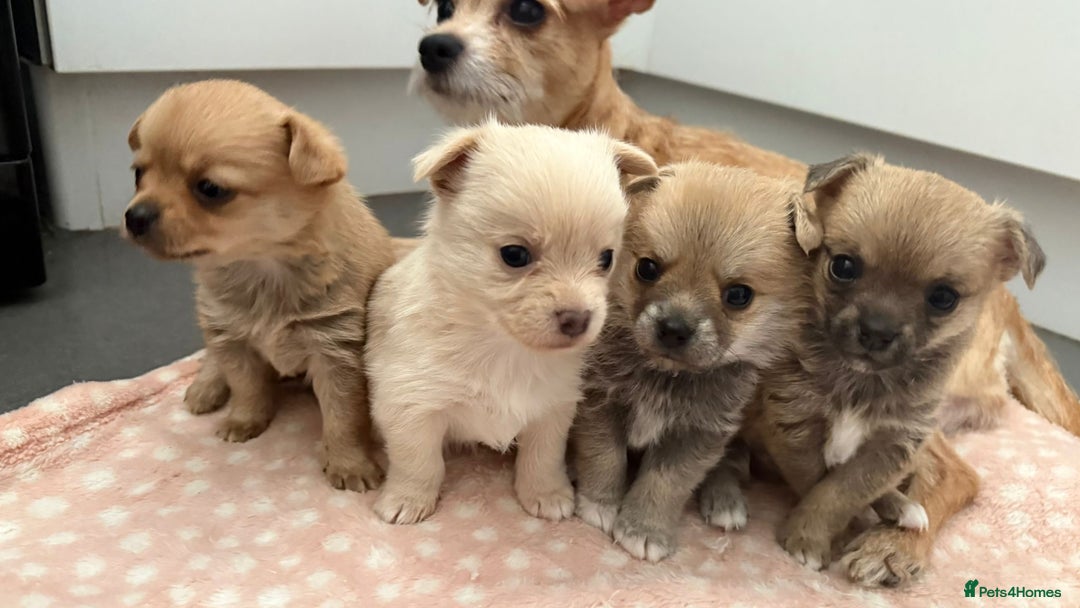 Mixed Breed dogs for sale: 3 puppy’s ready in Less than 4 weeks  - Image 3