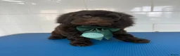 Cockapoo dogs for sale: ***Reduced*** the last 3 Cockapoo babies  in Coalville - Advert 3