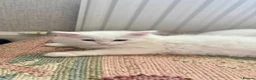 Munchkin cats for sale: Munchkin girls - Advert 12