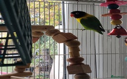 Lovebirds birds for sale: Love birds family - Image 3