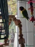 Lovebirds birds - Advert 1