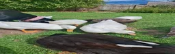 Ducks poultry for sale: 2 x Drakes and/or 8 x hens in need of a good home in Chard - Advert 3