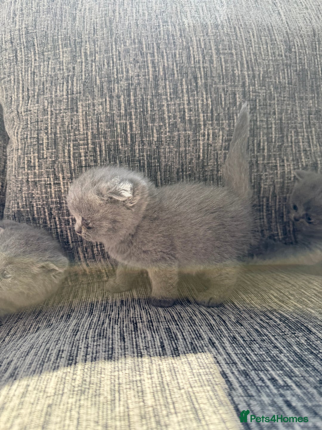 Scottish Fold cats for sale: Beautiful TICA reg Scottish Fold/Straight Kittens  - Image 8