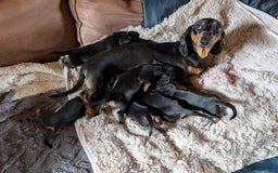 Dachshund dogs for sale: Dachshund puppys - Image 3
