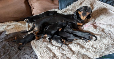 Dachshund dogs - Advert 2