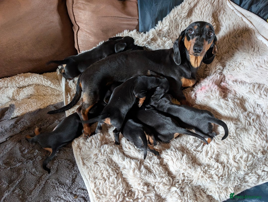 Dachshund dogs for sale: Dachshund puppys - Image 3