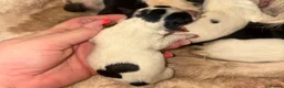 Jack Russell dogs for sale: Jack Russell puppys in Swindon - Advert 7