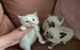 Ragdoll cats for sale: Ragdoll Kittens Gateshead - Image 1