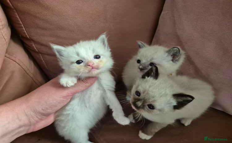 Ragdoll cats - Advert 3