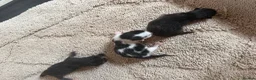 British Longhair cats for sale: British longhair kittens  - Advert 4
