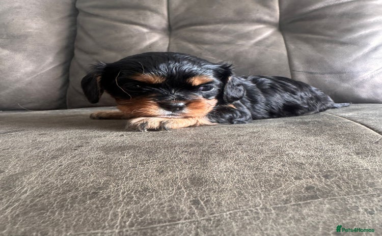 Cavalier King Charles Spaniel dogs - Advert 15