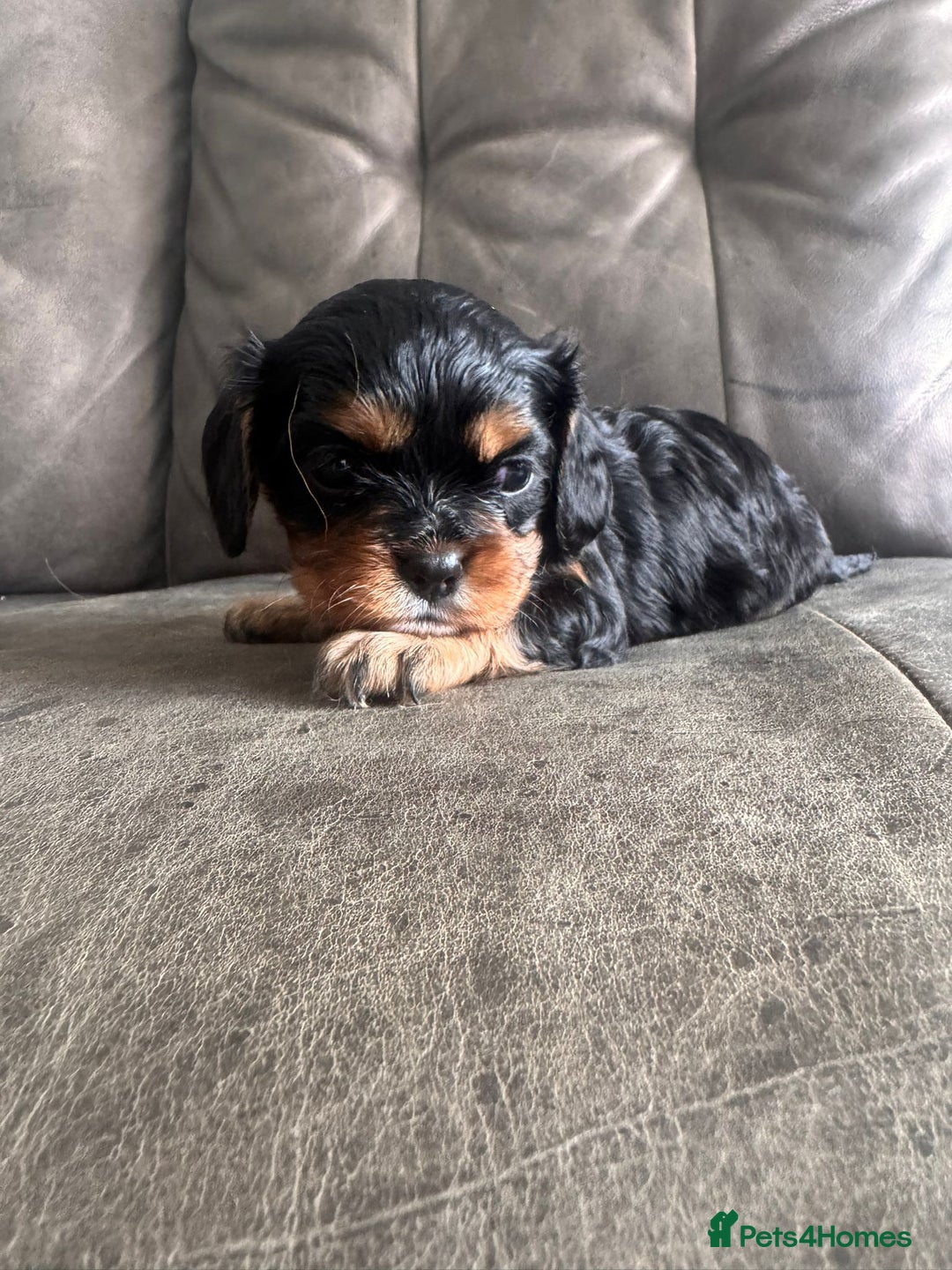 Cavalier King Charles Spaniel dogs for sale: Ready now :) 1 little boy - Image 4