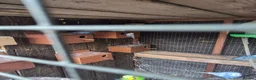 Mixed Breed birds for sale: Birds  - Advert 7