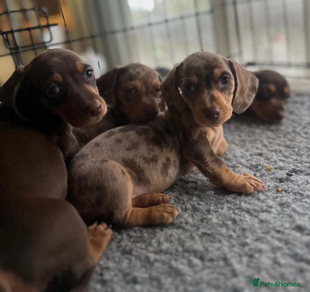 Dachshund dogs for sale: GORGEOUS DAPPLE DACHSHUNDS 8 WEEK OLD   - Advert 1