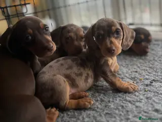Dachshund dogs GORGEOUS DAPPLE DACHSHUNDS 8 WEEK OLD - Advert 7