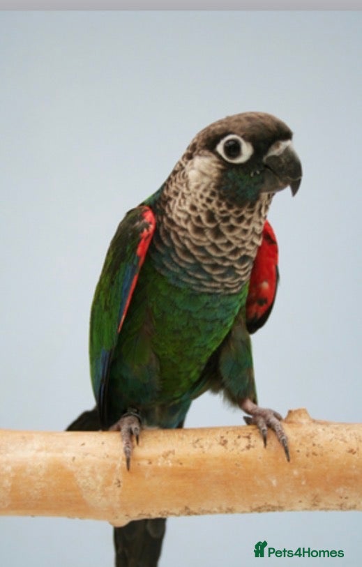 Conures birds Pearly Conure - Advert 1