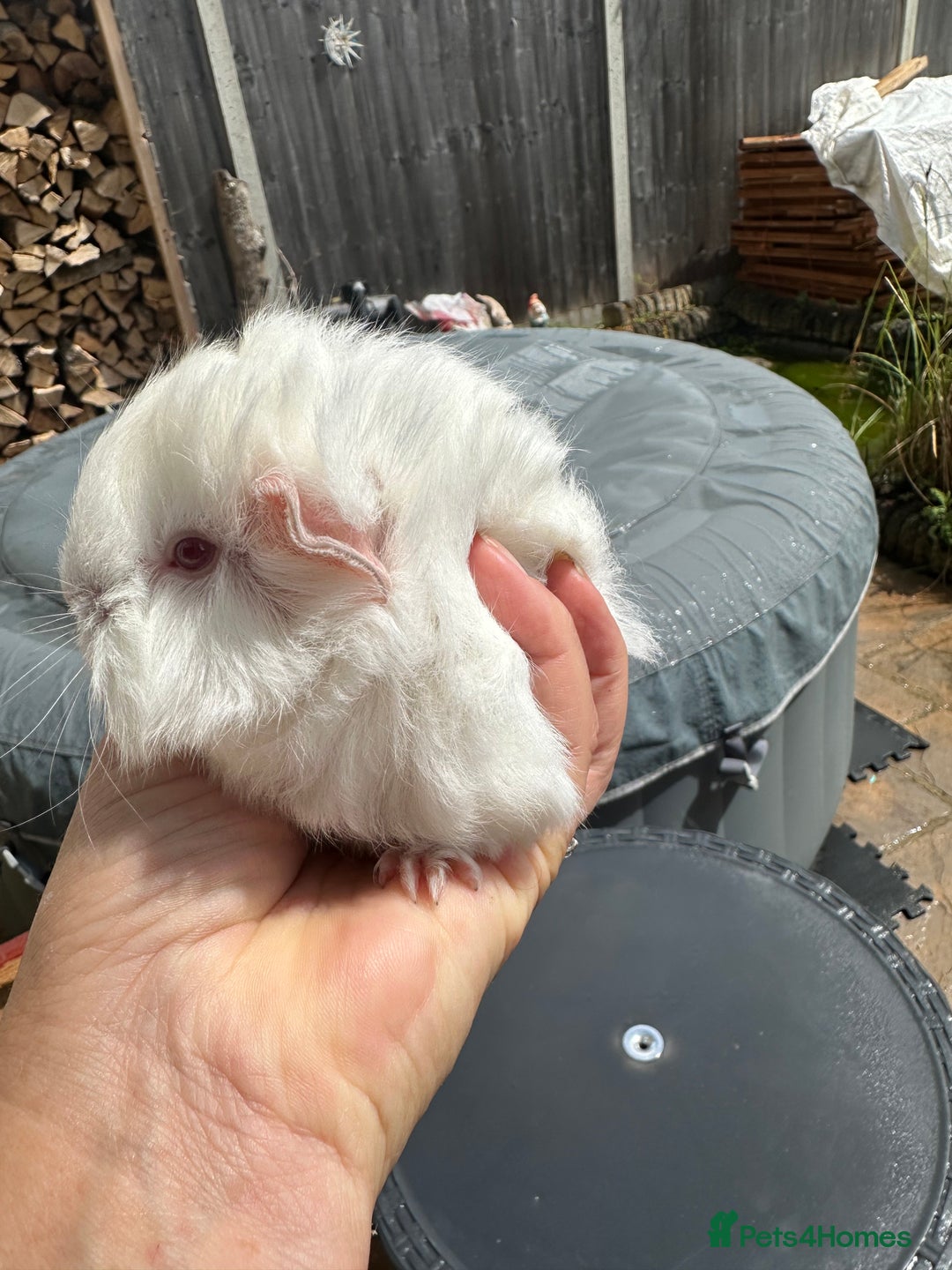 Guinea Pig rodents for sale: 2 pretty baby guinea pigs looking homes. - Image 10