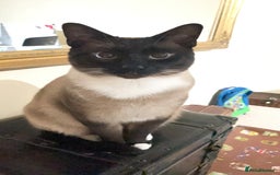 Siamese cats for sale: Adult male Siamese x seal point  - Image 2
