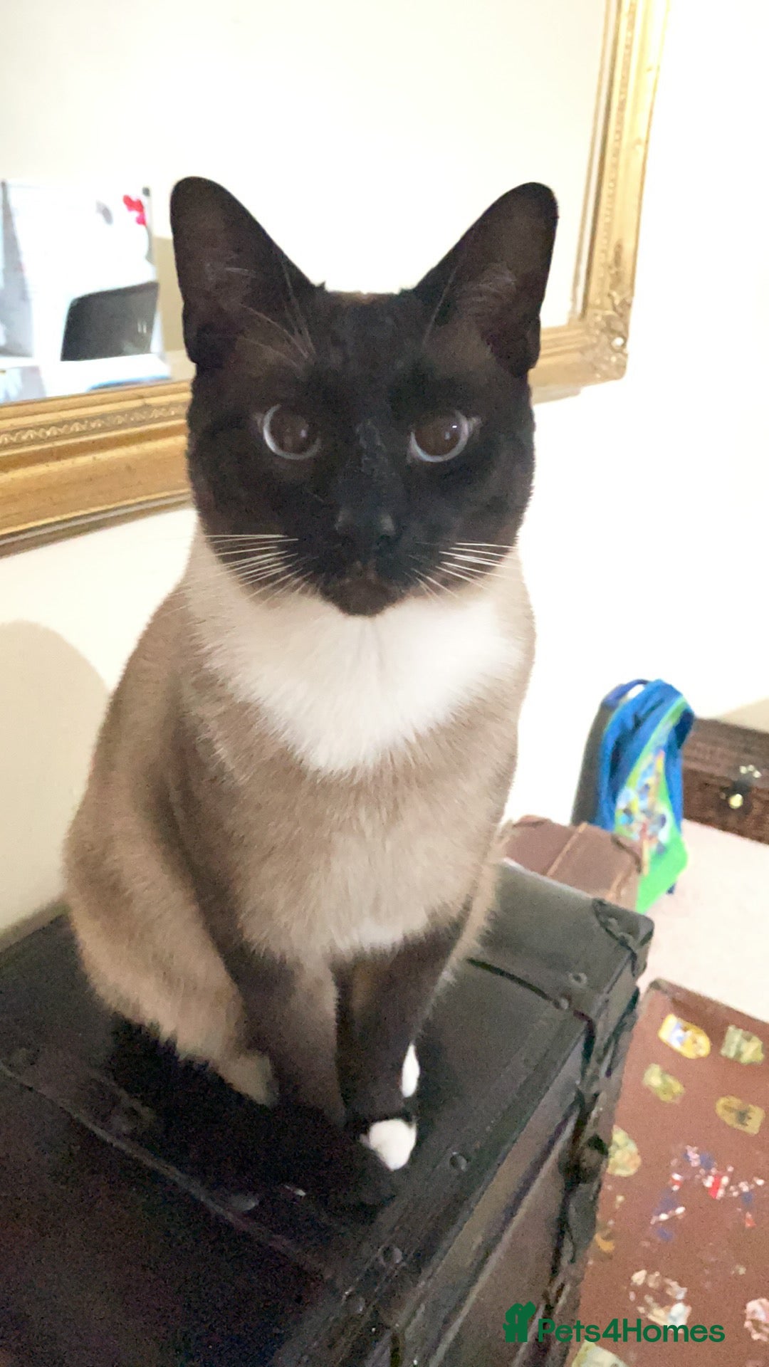 Siamese cats for sale: Adult male Siamese x seal point  - Image 2
