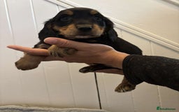 Cocker Spaniel dogs for sale: Fully Show type kc parents DNA tested all clear  - Image 8