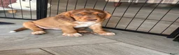 Cockerdor dogs for sale: Beautifully marked Cockerdor puppies - Advert 16